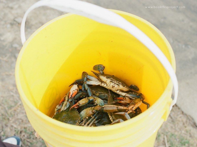 crab blog post8